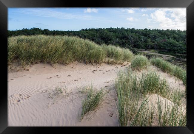 Formby pine woods behind the dunes Framed Print by Jason Wells