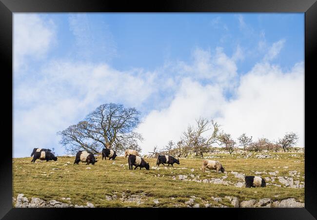 Cattle grazing on the hillside Framed Print by Jason Wells