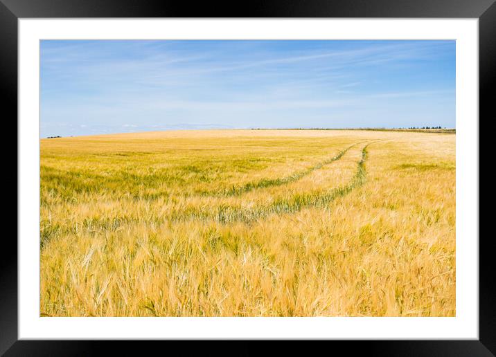 Barley field in Norfolk Framed Mounted Print by Jason Wells
