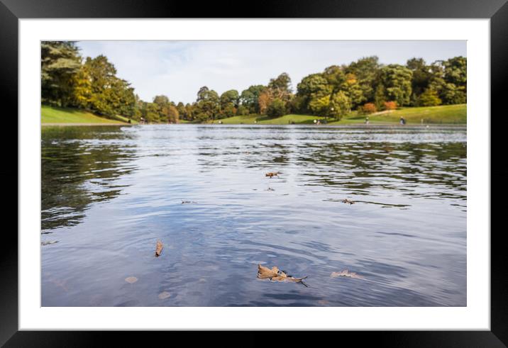 Floating leaves at Sefton Park Framed Mounted Print by Jason Wells
