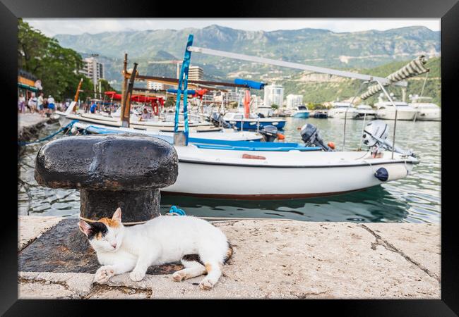 Cat relaxing by Budva harbour Framed Print by Jason Wells