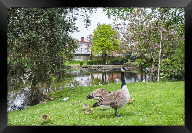 Geese with their gosling chicks at Ashton Gardens in Lytham St A Framed Print by Jason Wells