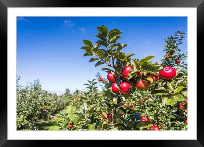 Red apples up close on a tree Framed Mounted Print by Jason Wells