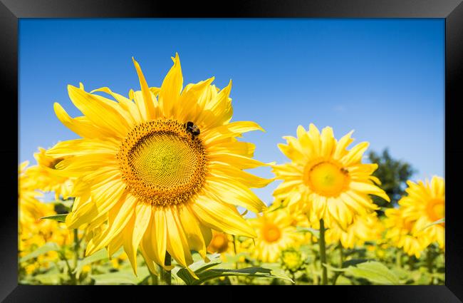 Bees navigating between sunflowers Framed Print by Jason Wells