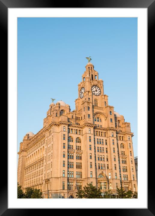 Golden light falling on the Liver Building Framed Mounted Print by Jason Wells