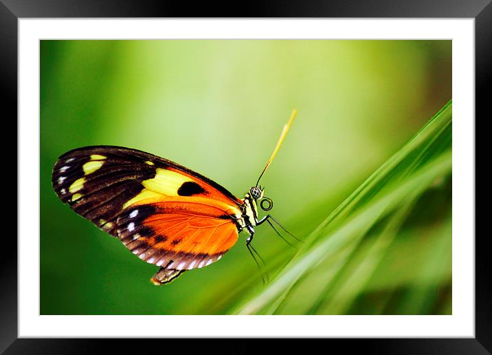 Tiger Longwing butterfly Framed Mounted Print by Jason Wells