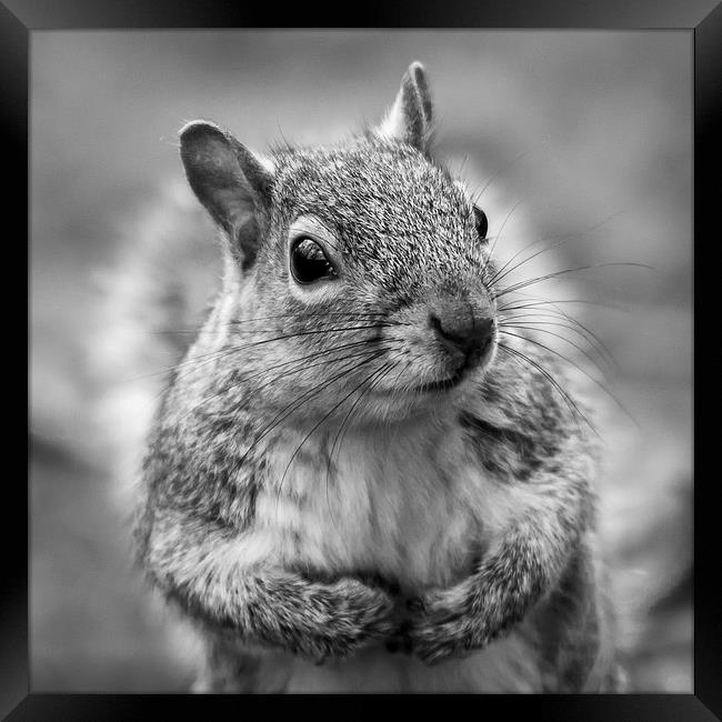 Grey squirrel - square crop Framed Print by Jason Wells