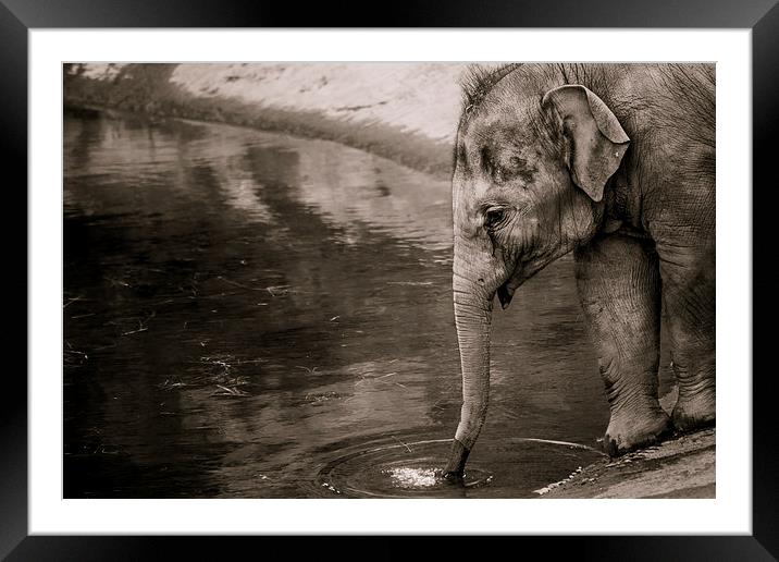 Elephant drinking Framed Mounted Print by Jason Wells