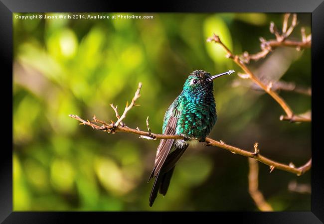  Hummingbird perched on a tree Framed Print by Jason Wells