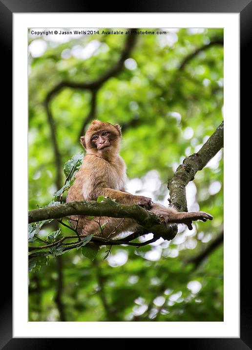 Barbary macaque in a tree Framed Mounted Print by Jason Wells