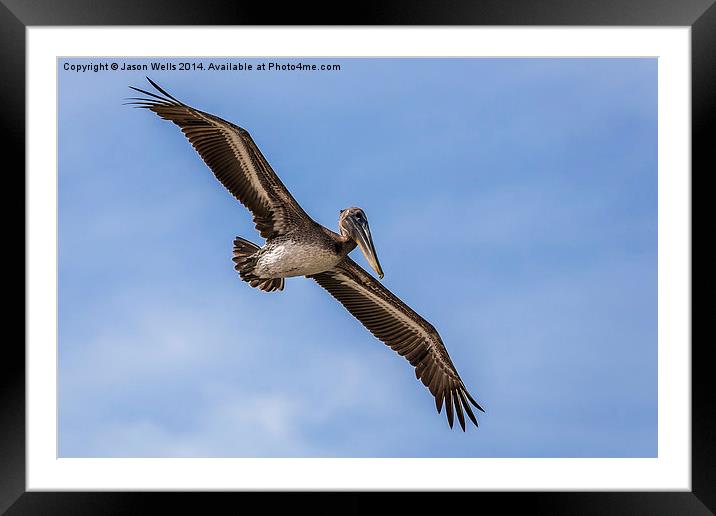  Pelican fishing Framed Mounted Print by Jason Wells