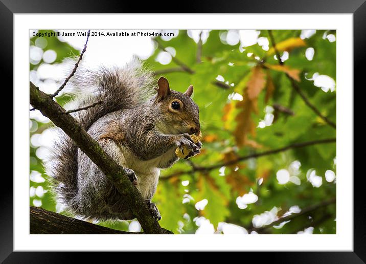 Grey squirrel eating a nut Framed Mounted Print by Jason Wells