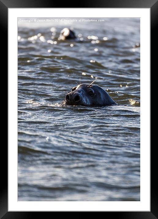 Seals off the coast of Norfolk Framed Mounted Print by Jason Wells