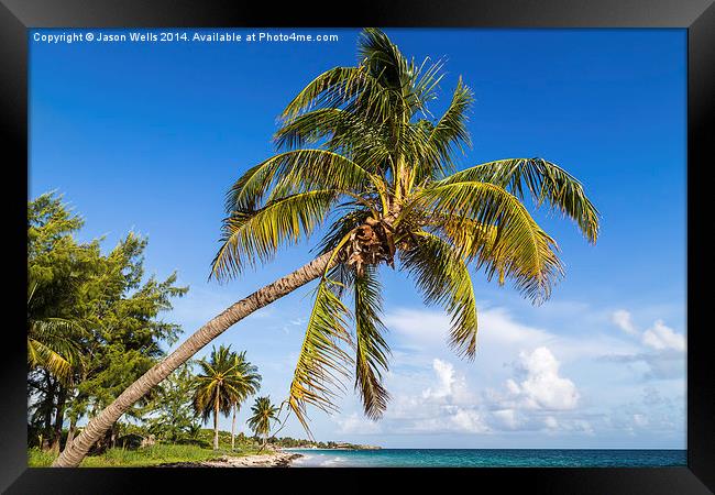 Palm tree overhanging the beach Framed Print by Jason Wells