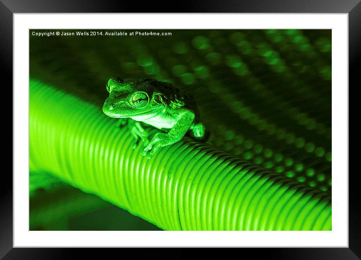 Coqui frog in Cuba Framed Mounted Print by Jason Wells