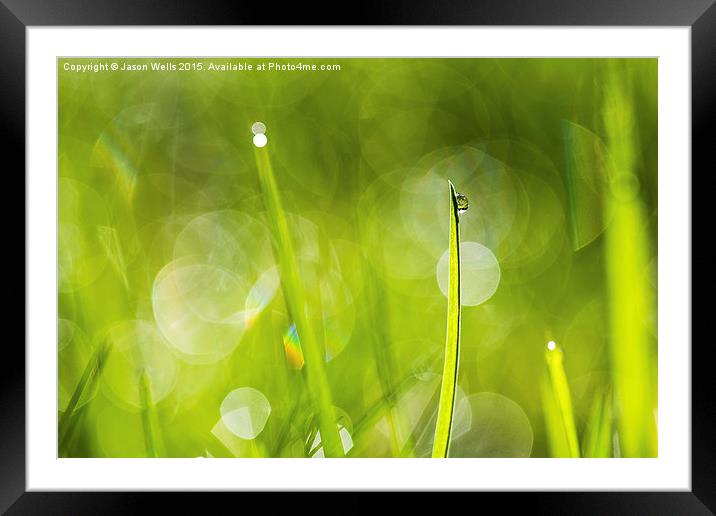  Morning dew Framed Mounted Print by Jason Wells