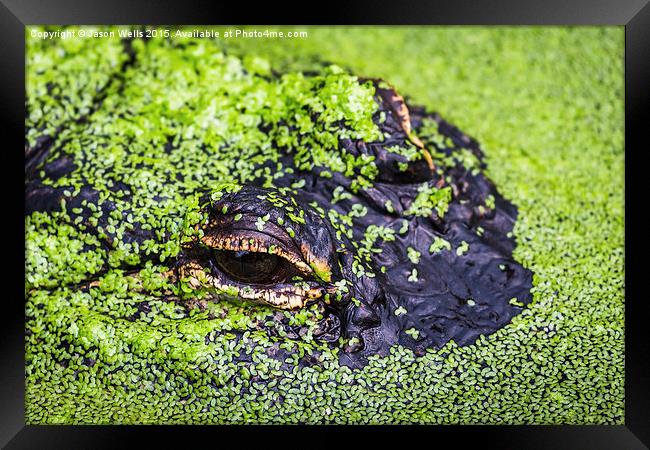  American alligator Framed Print by Jason Wells