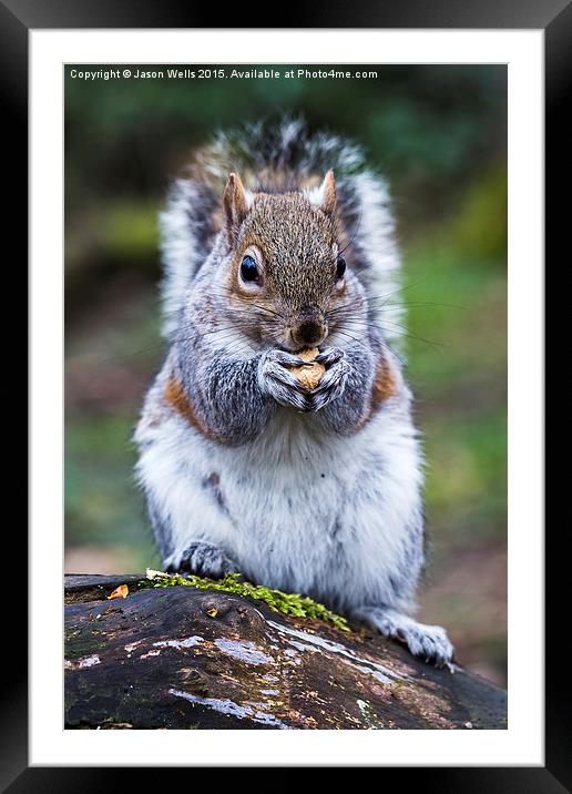  Portrait of a grey squirrel feeding on a nut in a Framed Mounted Print by Jason Wells