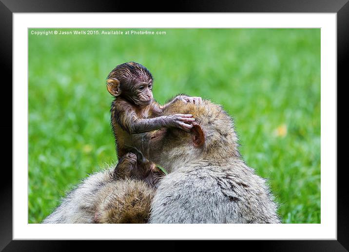  Baby Barbary macaque inspecting its mother Framed Mounted Print by Jason Wells