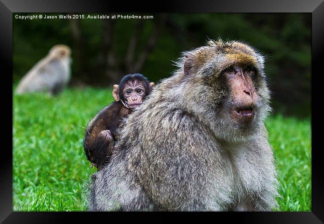 Baby Barbary macaque hitching a ride Framed Print by Jason Wells