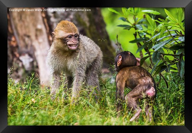 Young Barbary macaques playing together Framed Print by Jason Wells