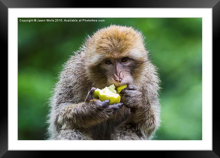  Barbary macaque snacking on an apple Framed Mounted Print by Jason Wells
