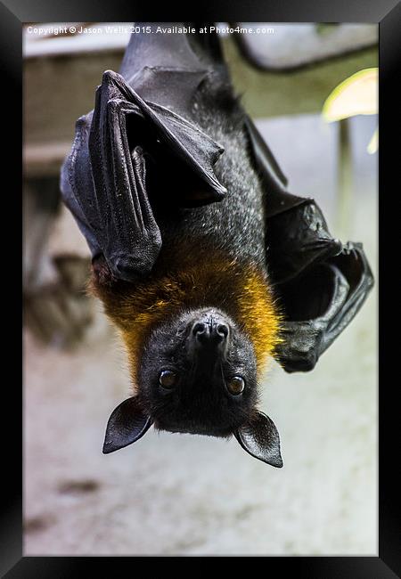 Greater Indian fruit bat Framed Print by Jason Wells