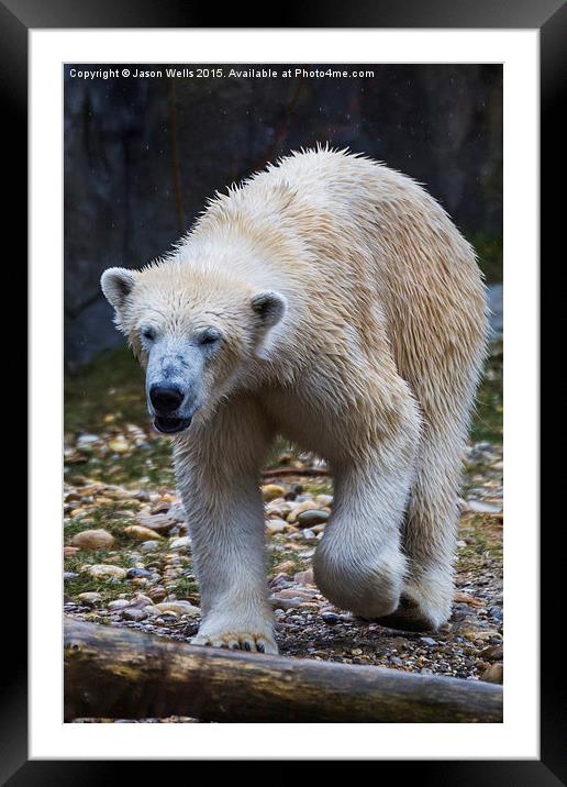 Close-up of a polar bear wondering around Framed Mounted Print by Jason Wells