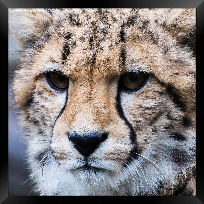 Portrait of a Cheetah Framed Print by Jason Wells