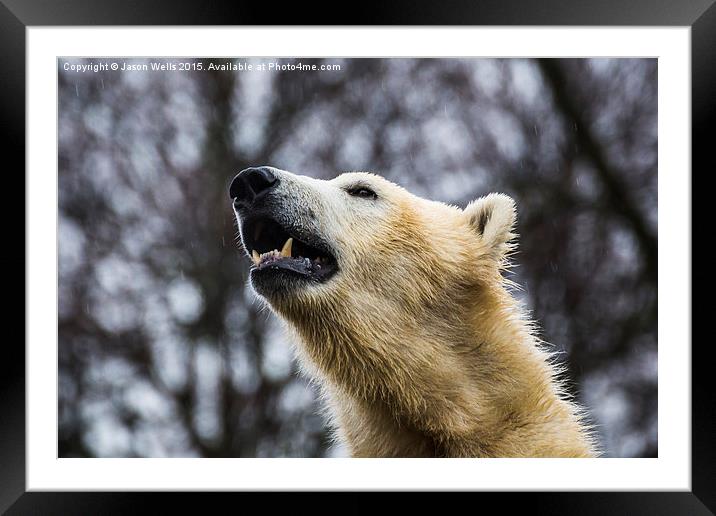 Portrait of a Polar Bear Framed Mounted Print by Jason Wells