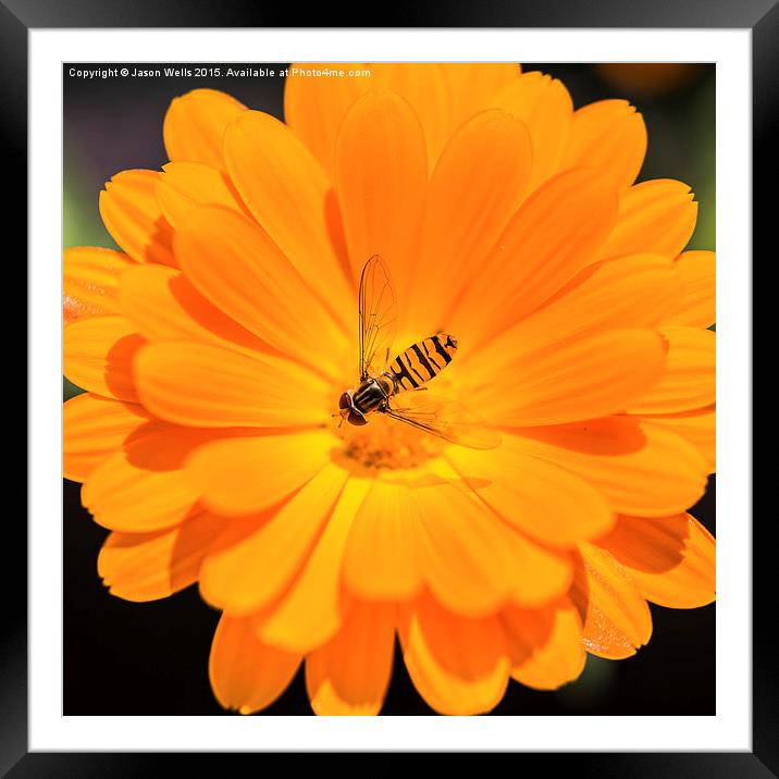 Hoverfly in the centre of an orange flower Framed Mounted Print by Jason Wells