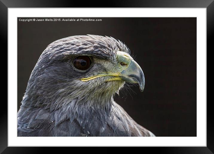 Grey Eagle Buzzard headshot Framed Mounted Print by Jason Wells