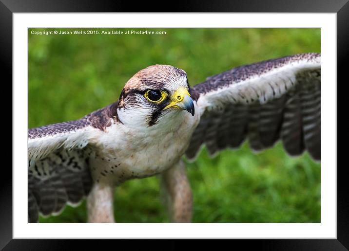 Peregrine falcon Framed Mounted Print by Jason Wells