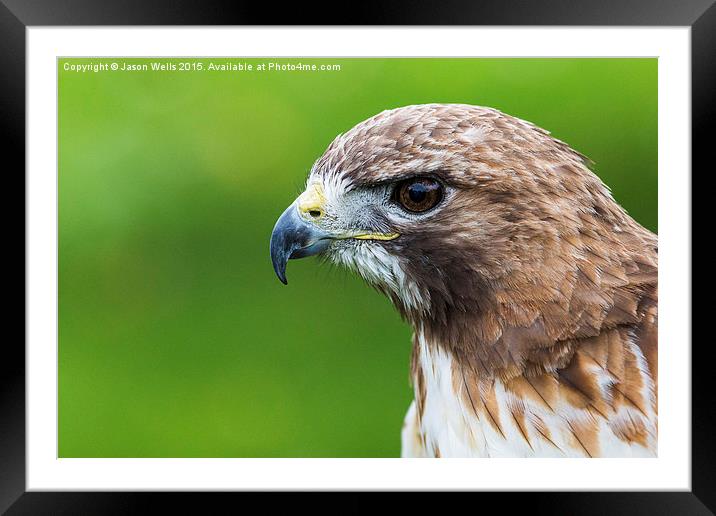 Head shot of a Kestrel Framed Mounted Print by Jason Wells