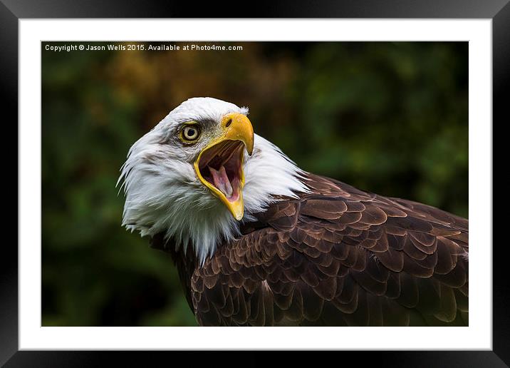 A Bald Eagle squawking Framed Mounted Print by Jason Wells