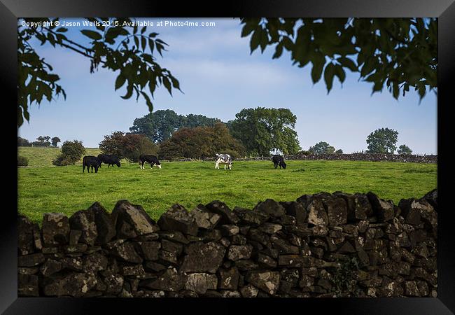 Cattle grazing in Derbyshire Framed Print by Jason Wells