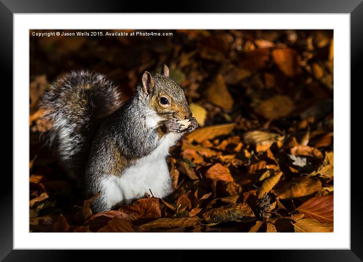 Grey Squirrel feeding Framed Mounted Print by Jason Wells