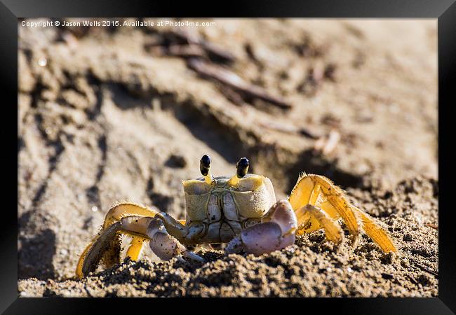 Sand crab searching the beach for food Framed Print by Jason Wells