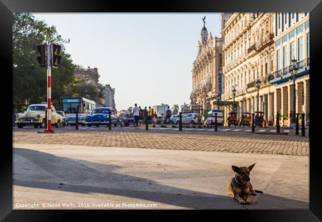 Chilling on the end of the Prado Framed Print by Jason Wells