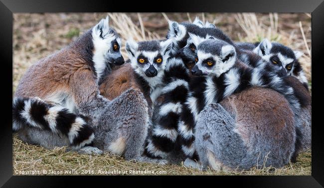 Group of ring-tailed lemurs snoozing in the sun. Framed Print by Jason Wells
