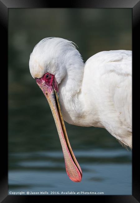 African Spoonbill up close. Framed Print by Jason Wells