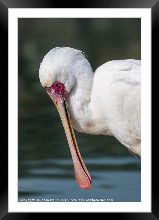 African Spoonbill up close. Framed Mounted Print by Jason Wells