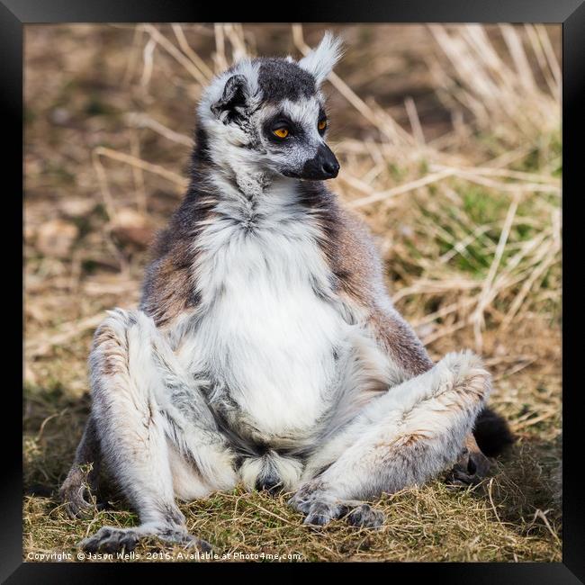 Ring-tailed lemur soaking up the sun Framed Print by Jason Wells