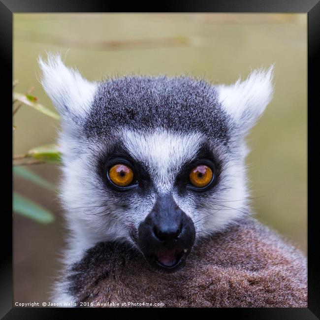 Portrait of a ring-tailed lemur Framed Print by Jason Wells