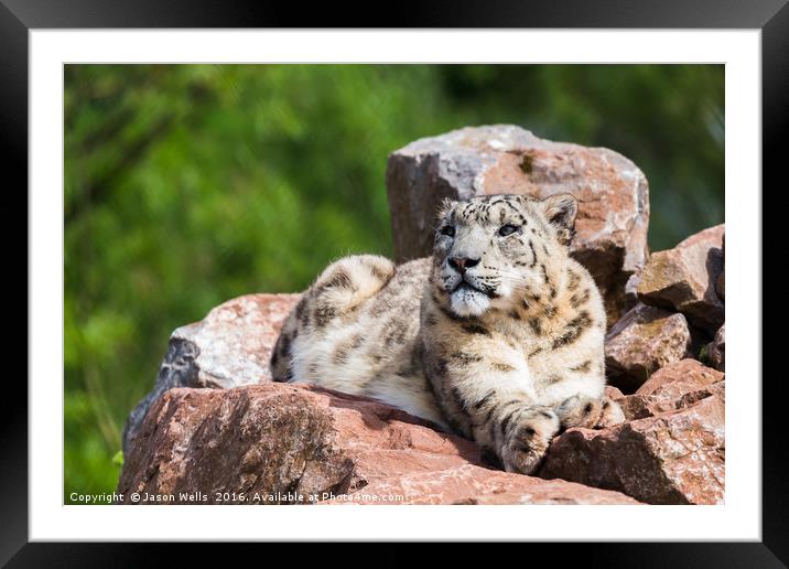 Snow Leopard in the sun Framed Mounted Print by Jason Wells