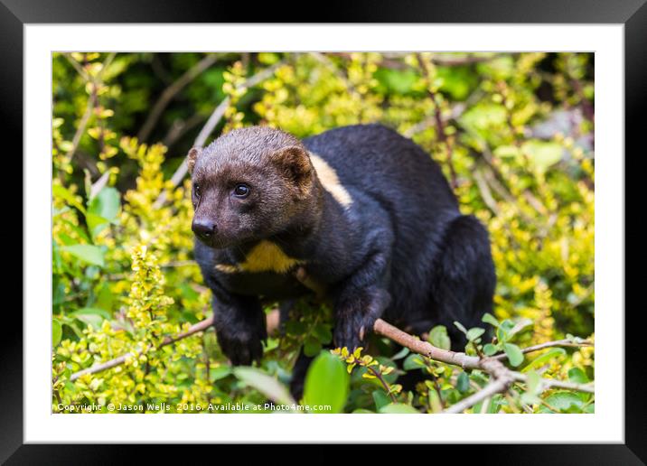 Portrait of a Tayra Framed Mounted Print by Jason Wells