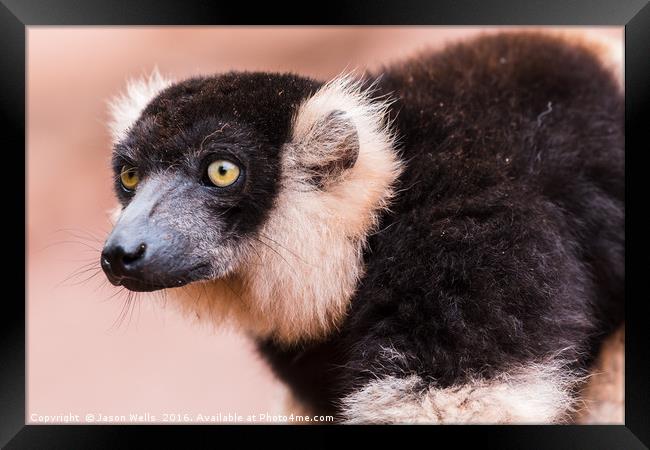 Black and White Ruffed Lemur watching on Framed Print by Jason Wells