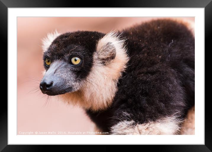 Black and White Ruffed Lemur watching on Framed Mounted Print by Jason Wells