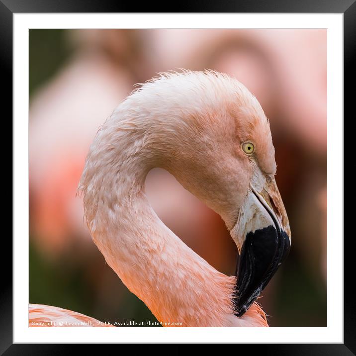 Square crop of a Chilean Flamingo Framed Mounted Print by Jason Wells