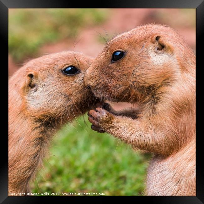 Pair of prairie marmots Framed Print by Jason Wells